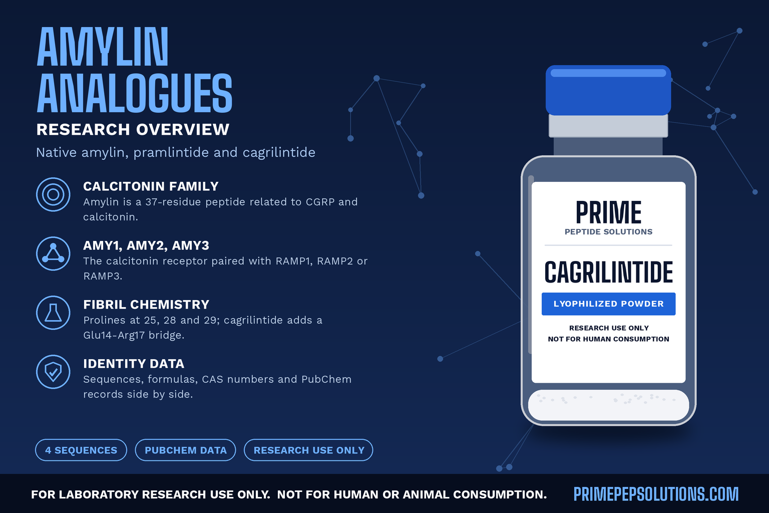 Amylin Analogues in Research: Native Amylin, Pramlintide and Cagrilintide