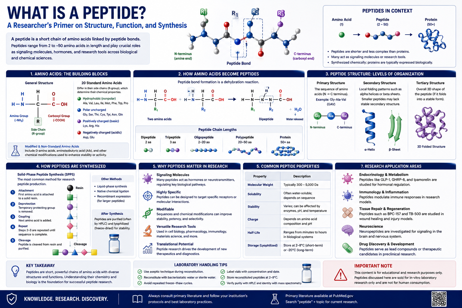 What is a Peptide? A Researcher's Primer on Structure, Function, and Synthesis